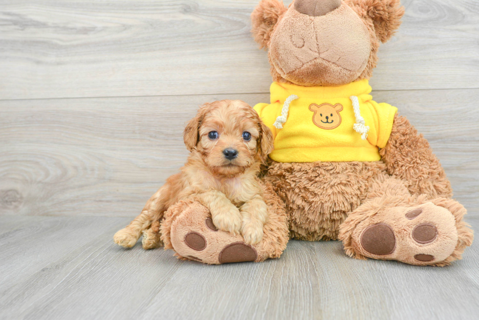 Cavapoo Puppy for Adoption