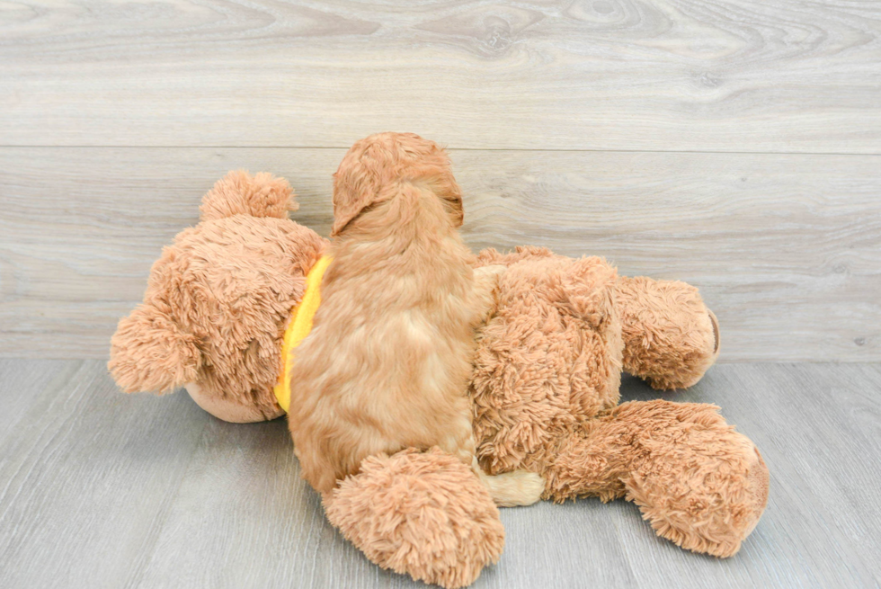 Cavapoo Puppy for Adoption