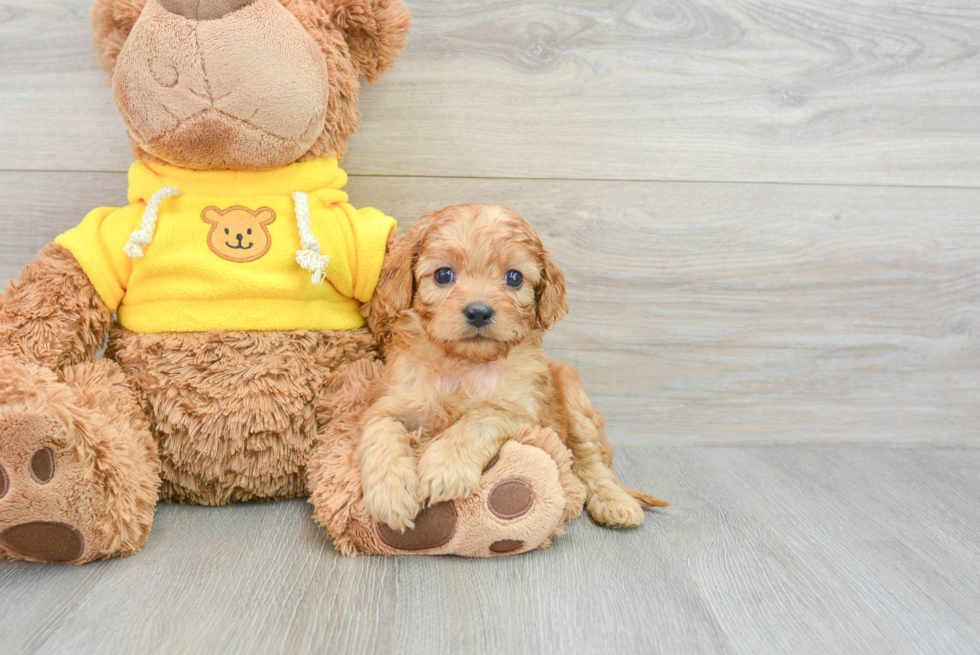 Best Cavapoo Baby