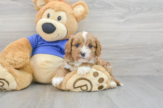 Energetic Cavoodle Poodle Mix Puppy