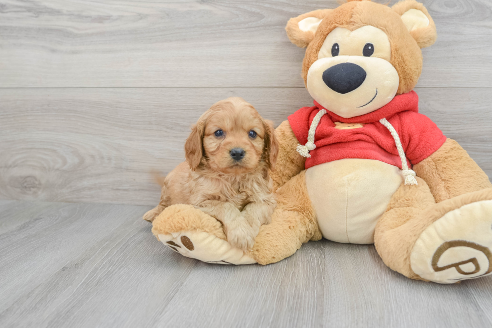 Energetic Cavoodle Poodle Mix Puppy