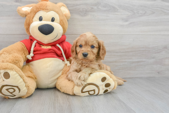 Best Cavapoo Baby