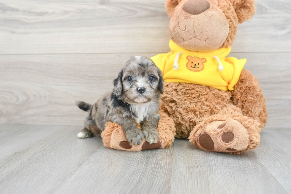 Best Cavapoo Baby