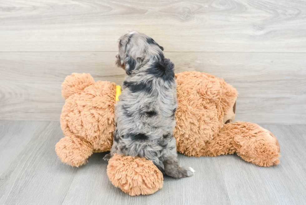 Small Cavapoo Baby