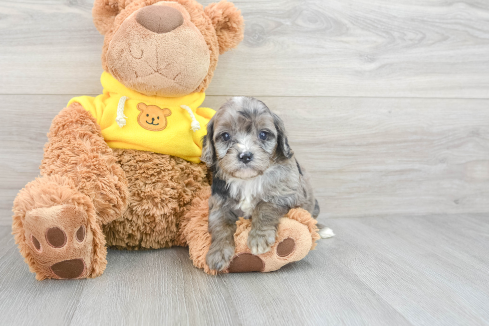 Best Cavapoo Baby