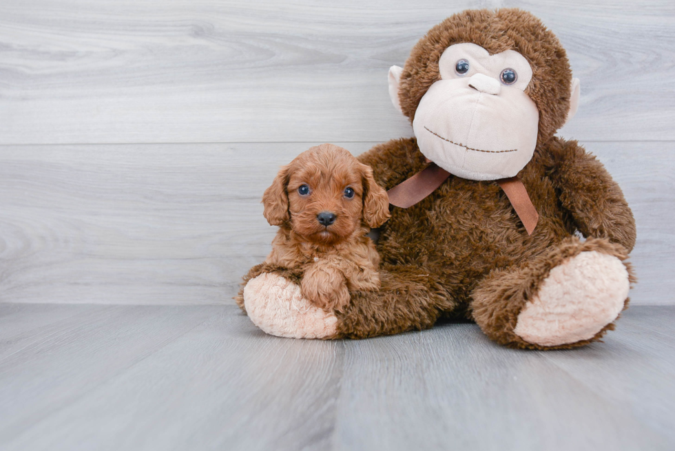 Sweet Cavapoo Baby