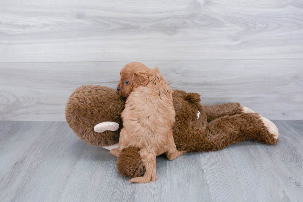 Adorable Cavoodle Poodle Mix Puppy