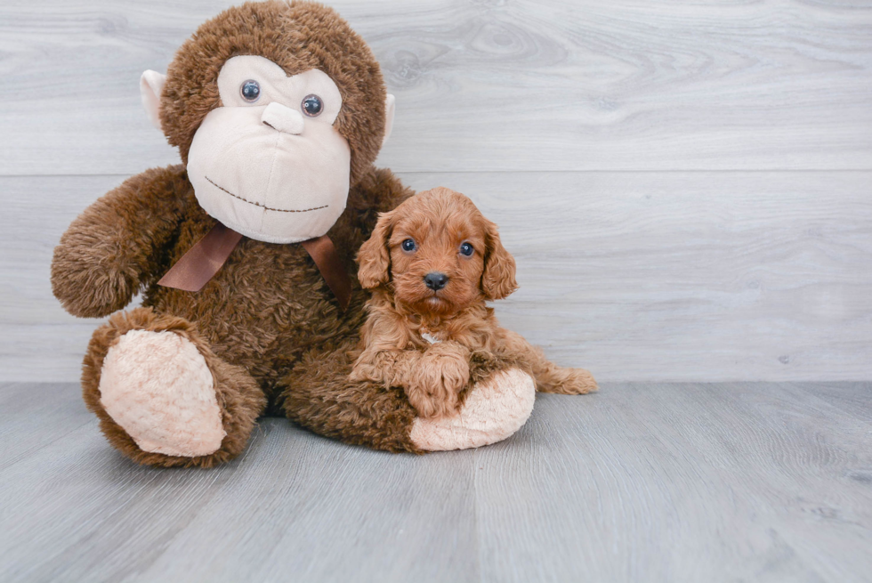 Cavapoo Puppy for Adoption