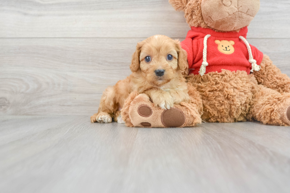 Funny Cavapoo Poodle Mix Pup