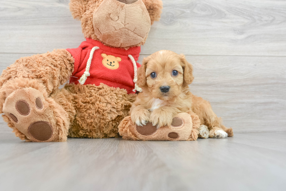 Funny Cavapoo Poodle Mix Pup