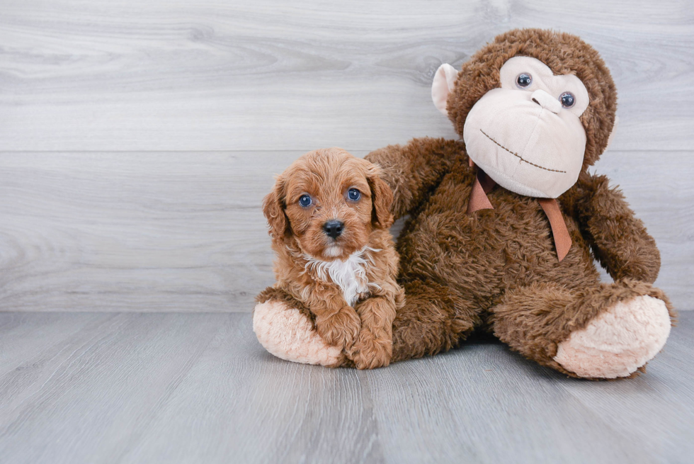 Playful Cavoodle Poodle Mix Puppy