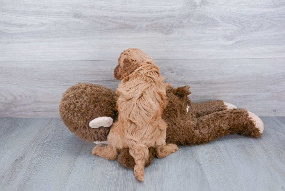 Cavapoo Pup Being Cute