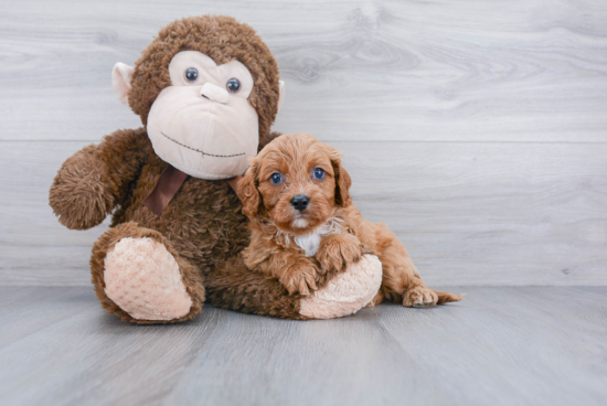 Adorable Cavoodle Poodle Mix Puppy