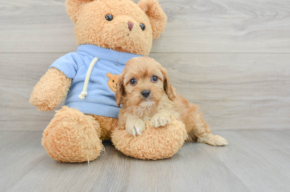 6 week old Cavapoo Puppy For Sale - Premier Pups