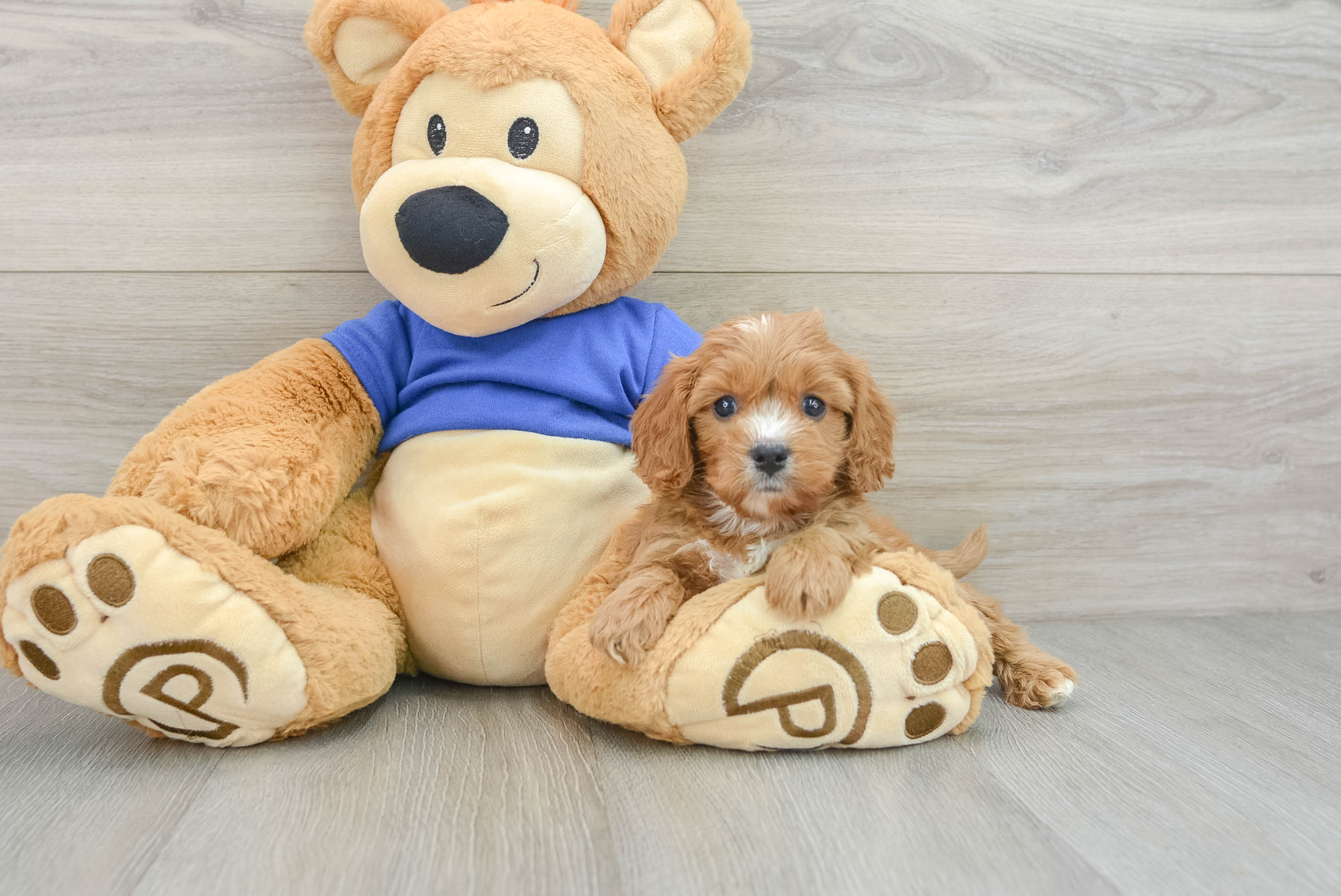 Cavapoo Puppy for Adoption