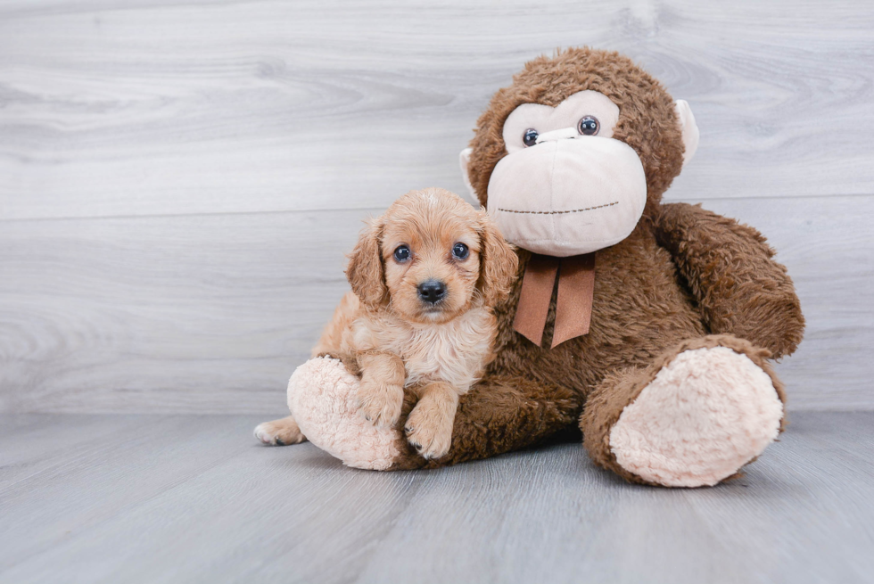 Funny Cavapoo Poodle Mix Pup