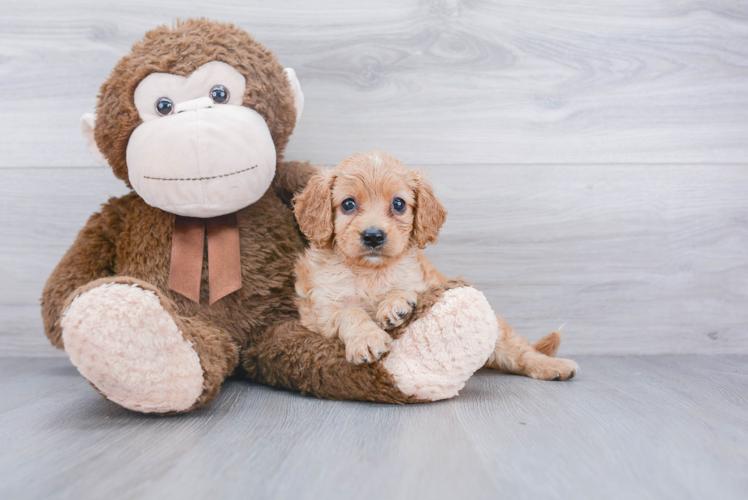 Adorable Cavoodle Poodle Mix Puppy