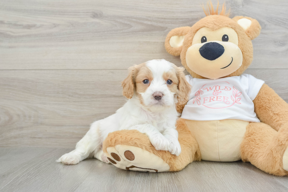 Hypoallergenic Cavadoodle Poodle Mix Puppy