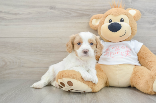 Hypoallergenic Cavadoodle Poodle Mix Puppy