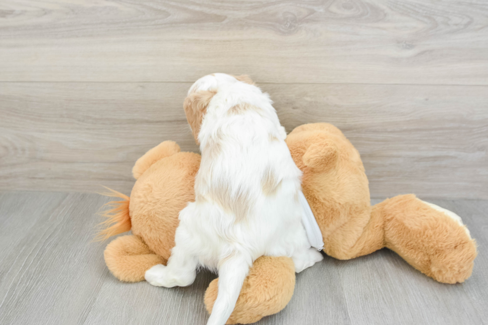 Cavapoo Puppy for Adoption