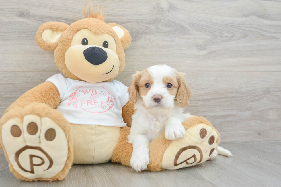 Playful Cavapoodle Poodle Mix Puppy