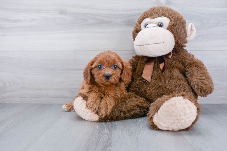 Cavapoo Puppy for Adoption