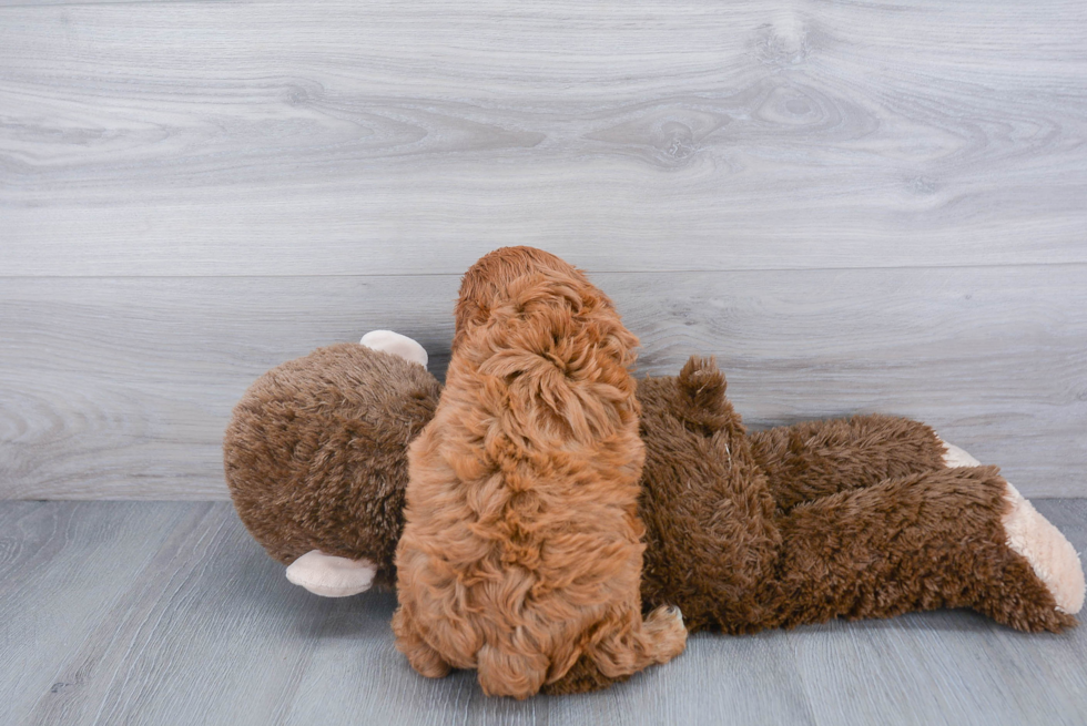 Adorable Cavoodle Poodle Mix Puppy