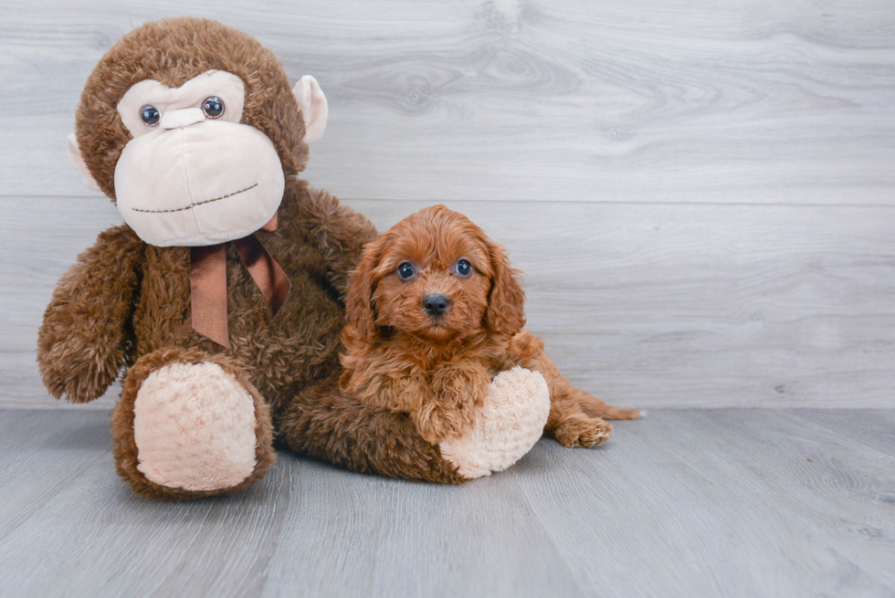 Cavapoo Pup Being Cute