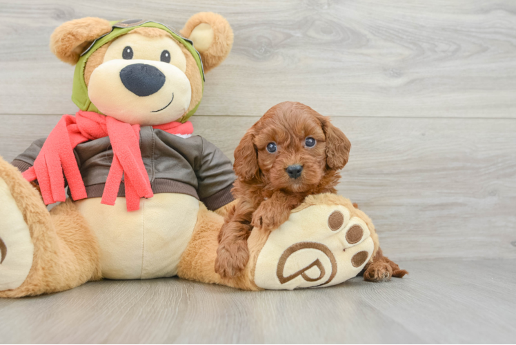 Cavapoo Puppy for Adoption