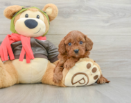 8 week old Cavapoo Puppy For Sale - Premier Pups