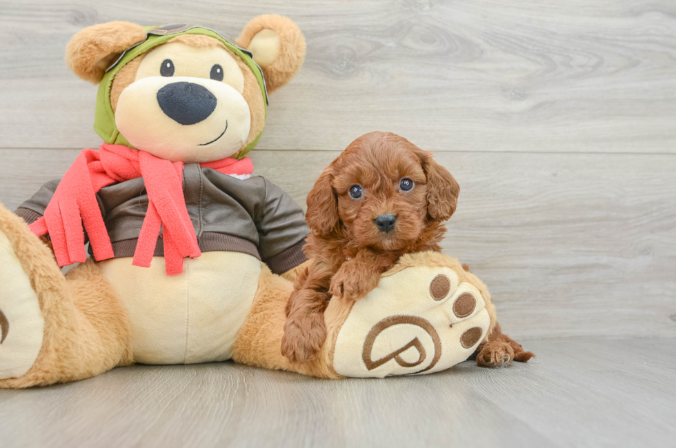 6 week old Cavapoo Puppy For Sale - Premier Pups
