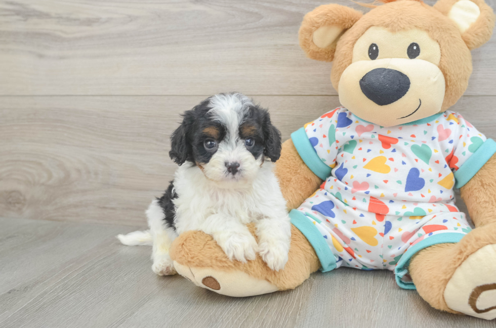 6 week old Cavapoo Puppy For Sale - Premier Pups