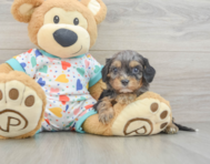 8 week old Cavapoo Puppy For Sale - Premier Pups