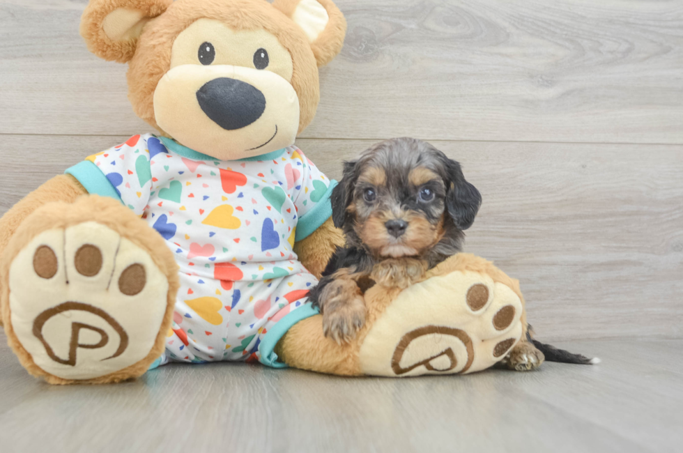 6 week old Cavapoo Puppy For Sale - Premier Pups