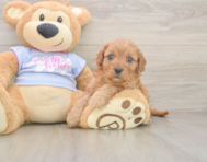 7 week old Cavapoo Puppy For Sale - Premier Pups