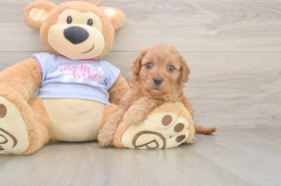 5 week old Cavapoo Puppy For Sale - Premier Pups