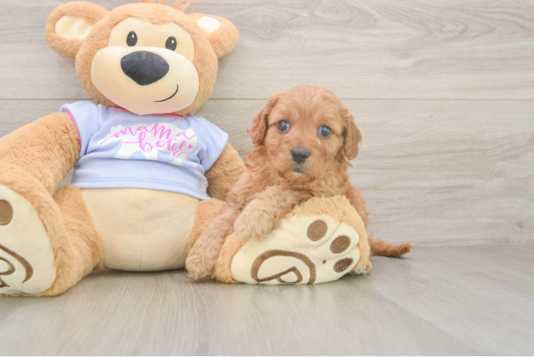 Meet Argo - our Cavapoo Puppy Photo  1/3 - Premier Pups Cavapoo Pup Being Cute