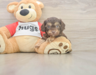 6 week old Cavapoo Puppy For Sale - Premier Pups