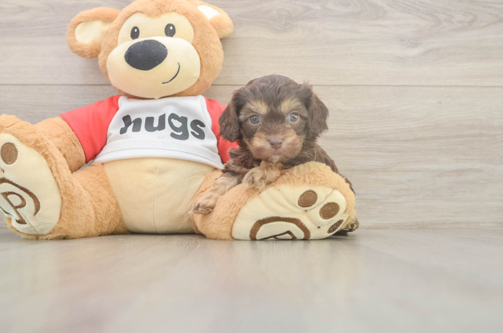 5 week old Cavapoo Puppy For Sale - Premier Pups