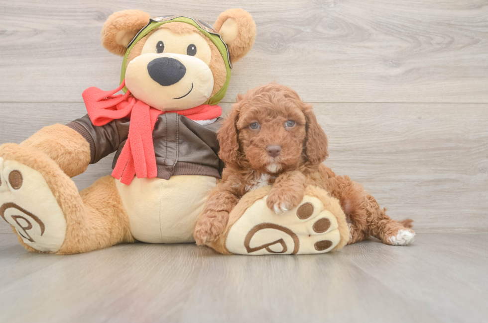 5 week old Cavapoo Puppy For Sale - Premier Pups