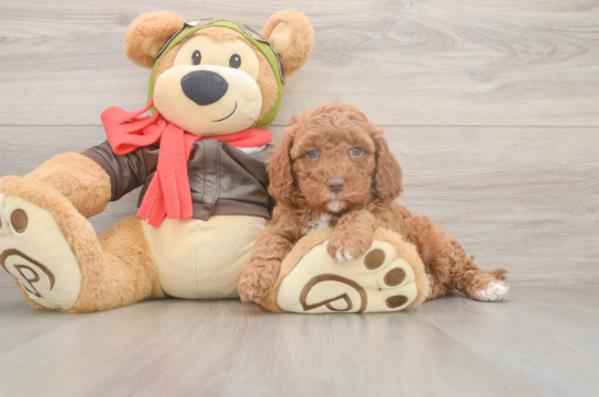 Cavapoo Pup Being Cute