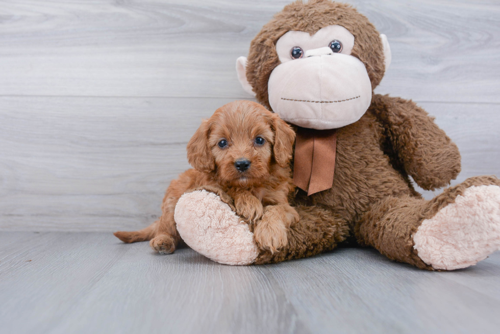 Cavapoo Pup Being Cute