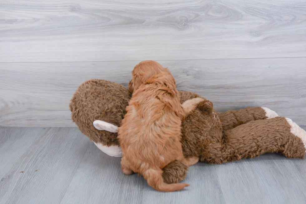 Cavapoo Pup Being Cute