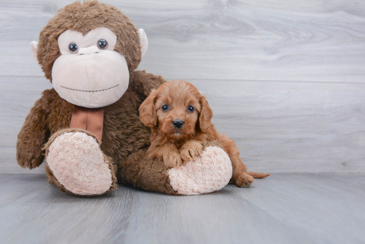 Best Cavapoo Baby