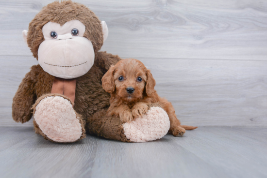 Best Cavapoo Baby