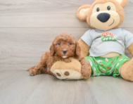 8 week old Cavapoo Puppy For Sale - Premier Pups