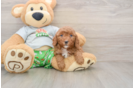 Cavapoo Puppy for Adoption