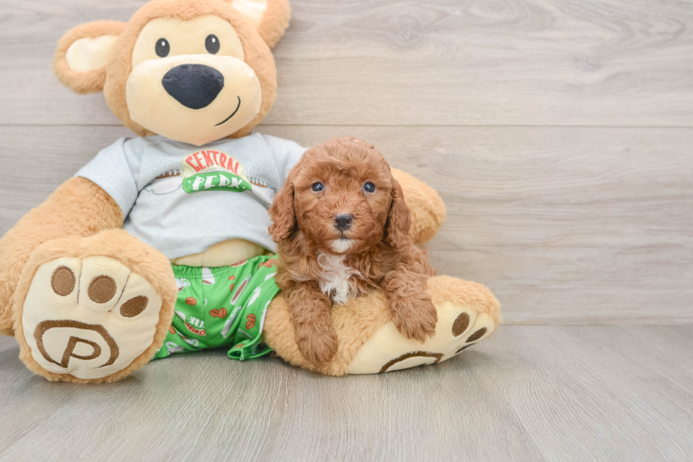 Cavapoo Puppy for Adoption