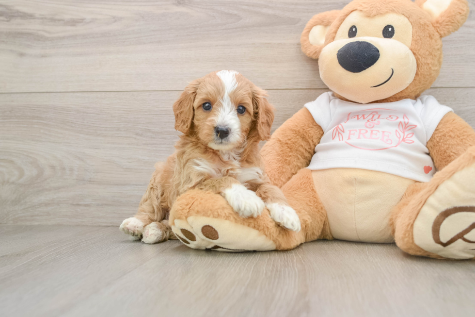 Best Cavapoo Baby