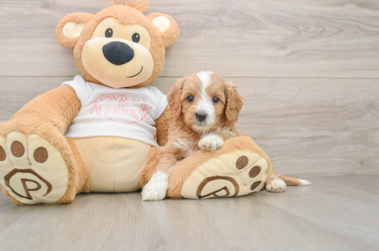 Cavapoo Puppy for Adoption